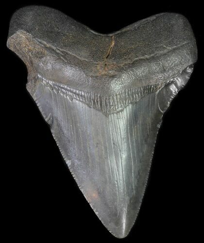 Fossil Megalodon Tooth - Georgia #65755